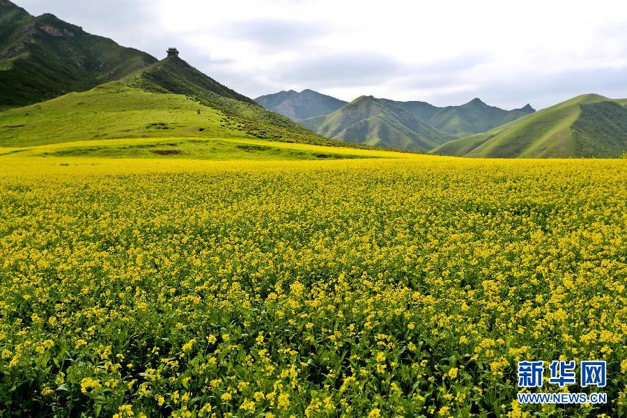 #（美丽中国）（8）甘肃民乐油菜花海燃情盛夏
