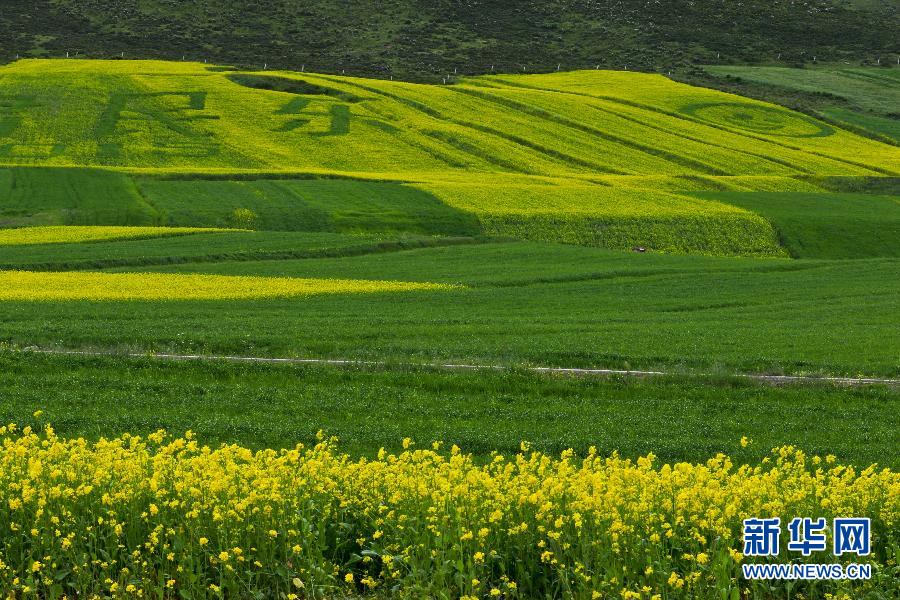 #（美丽中国）（9）甘肃民乐油菜花海燃情盛夏