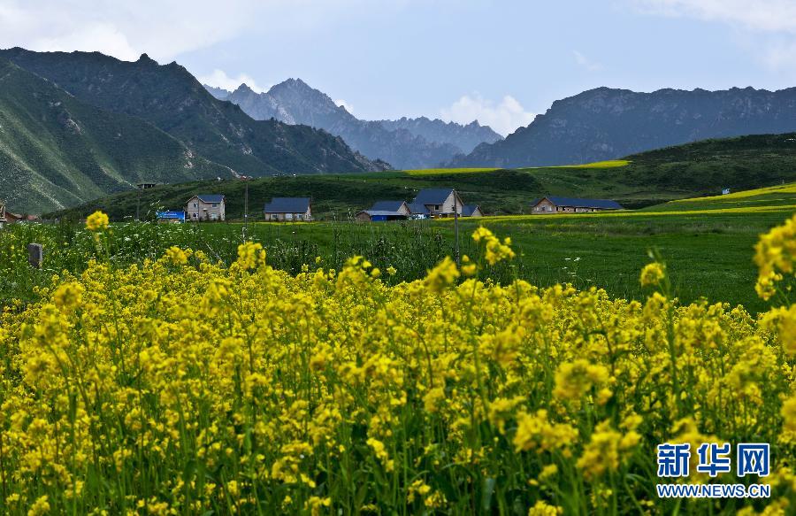 #（美丽中国）（10）甘肃民乐油菜花海燃情盛夏