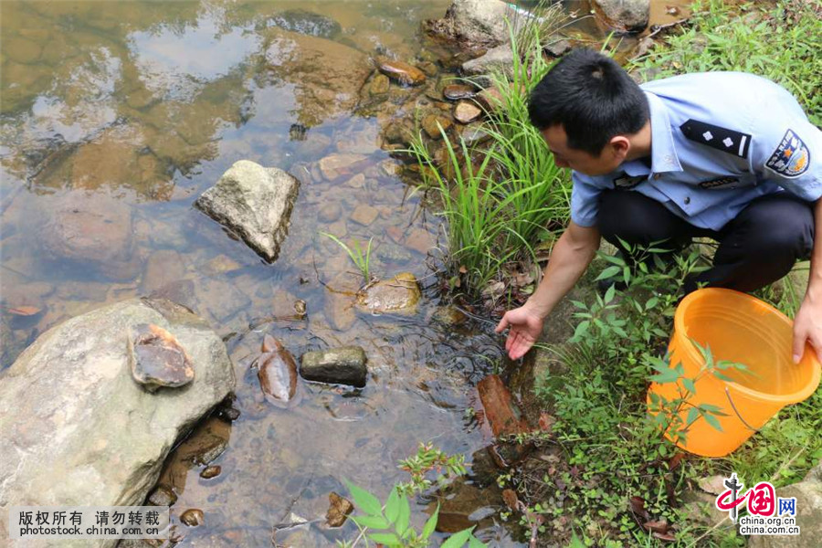 江西九江发现罕见“鹰嘴龟”_中国发展门户网-国家发展门户