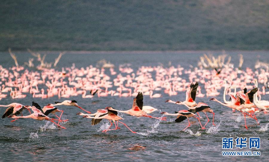 （国际）（3）肯尼亚博戈里亚湖进入火烈鸟观赏旺季