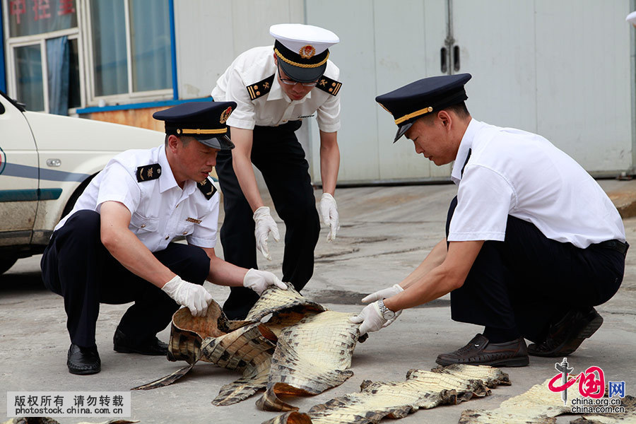 韩国旅客携带20张鳄鱼皮被烟台海关查获[组图
