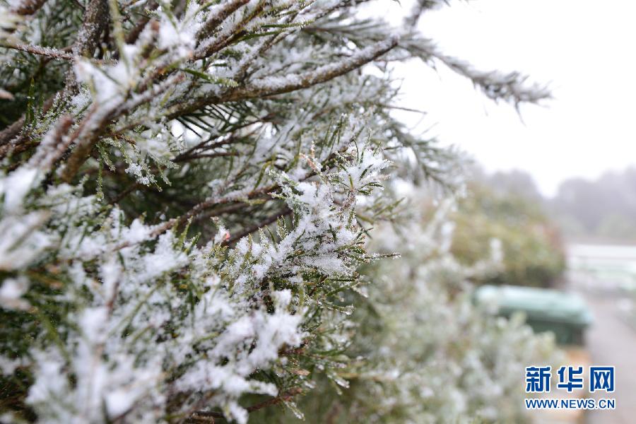 （国际）（4）澳大利亚首都迎来降雪