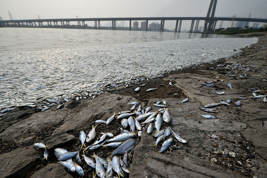 天津海河出现死鱼河段未检出氰化物[组图]