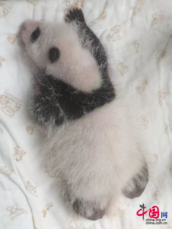 2015年新生大熊猫宝宝集体亮相 睡姿特写萌翻众人[组图]
