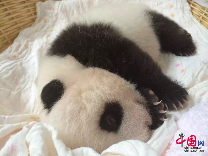 2015年新生大熊猫宝宝集体亮相 睡姿特写萌翻众人[组图]