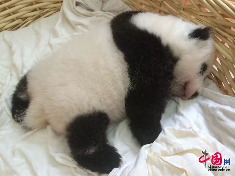 2015年新生大熊猫宝宝集体亮相 睡姿特写萌翻众人[组图]