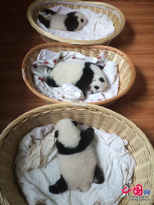 2015年新生大熊猫宝宝集体亮相 睡姿特写萌翻众人[组图]