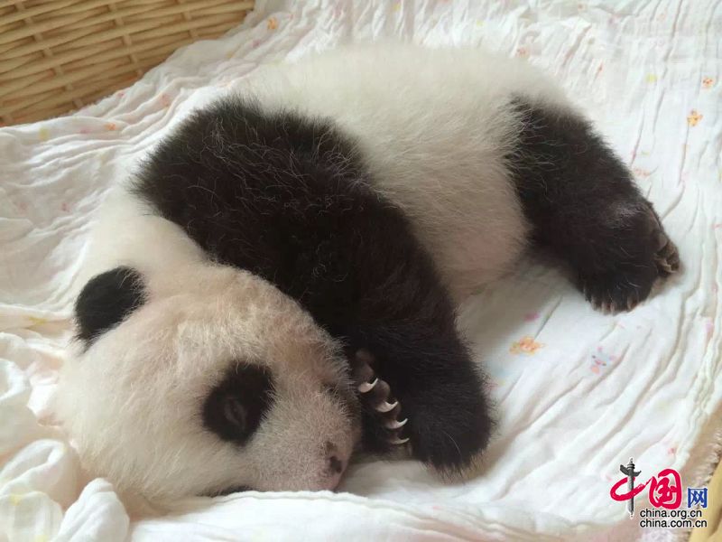 2015年新生大熊猫宝宝集体亮相 睡姿特写萌翻众人[组图]