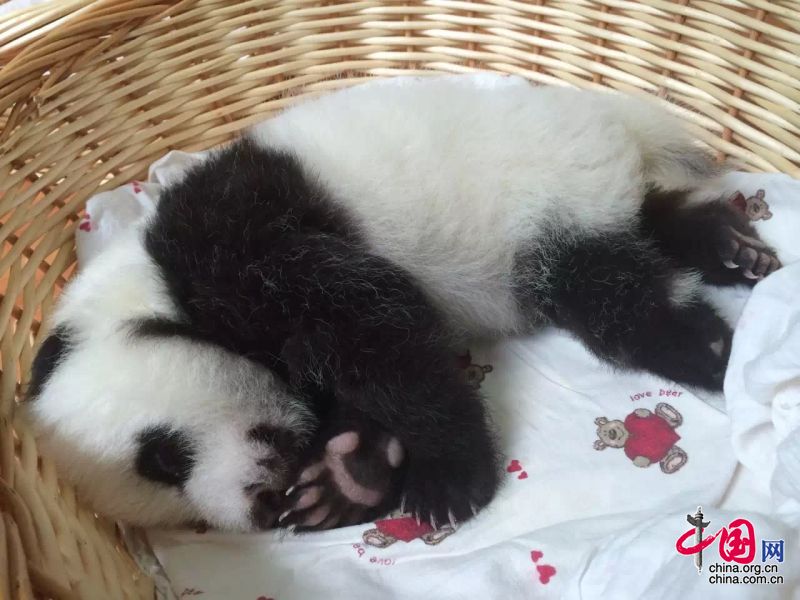 2015年新生大熊猫宝宝集体亮相 睡姿特写萌翻众人[组图]