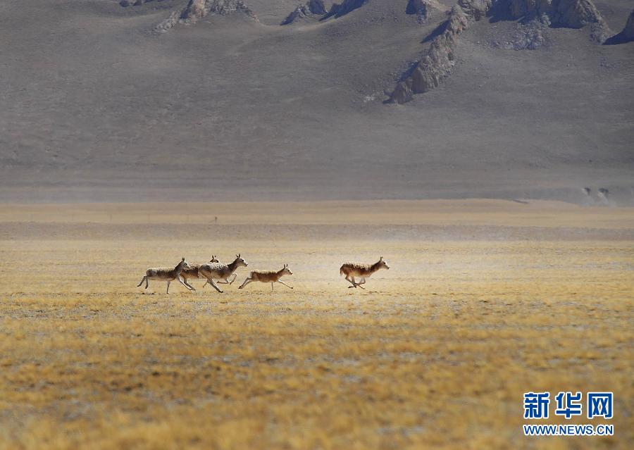 （辉煌50年·大美新西藏·图文互动）（1）西藏：绿水青山无忧 雪域圣洁依旧