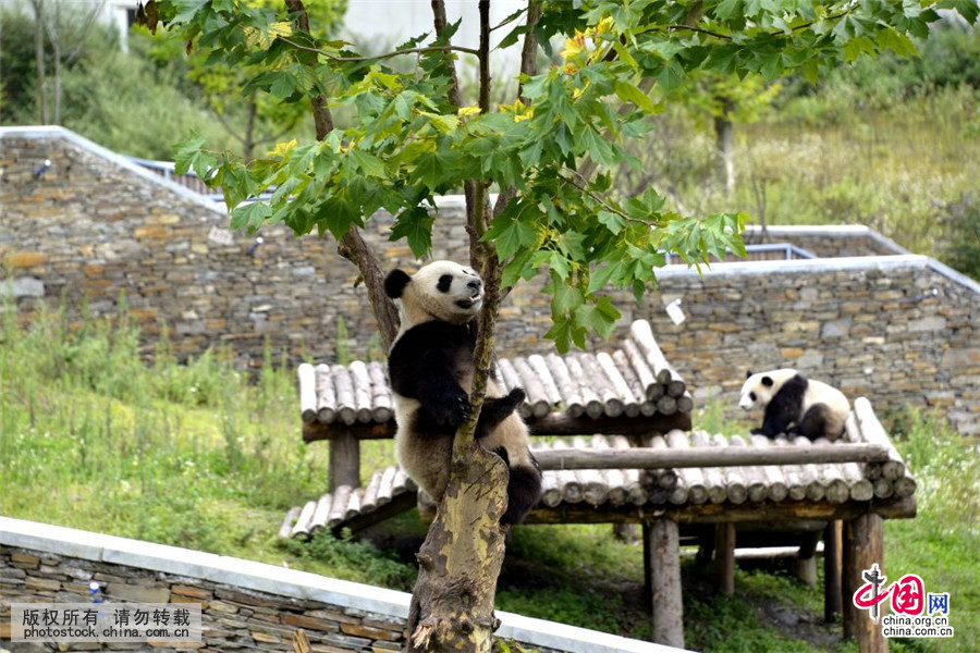 中国保护大熊猫研究中心耿达基地预计明年对外