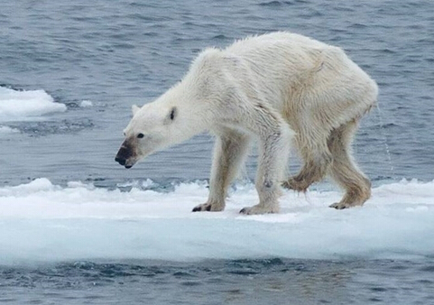 全球变暖导致北极生态环境恶化