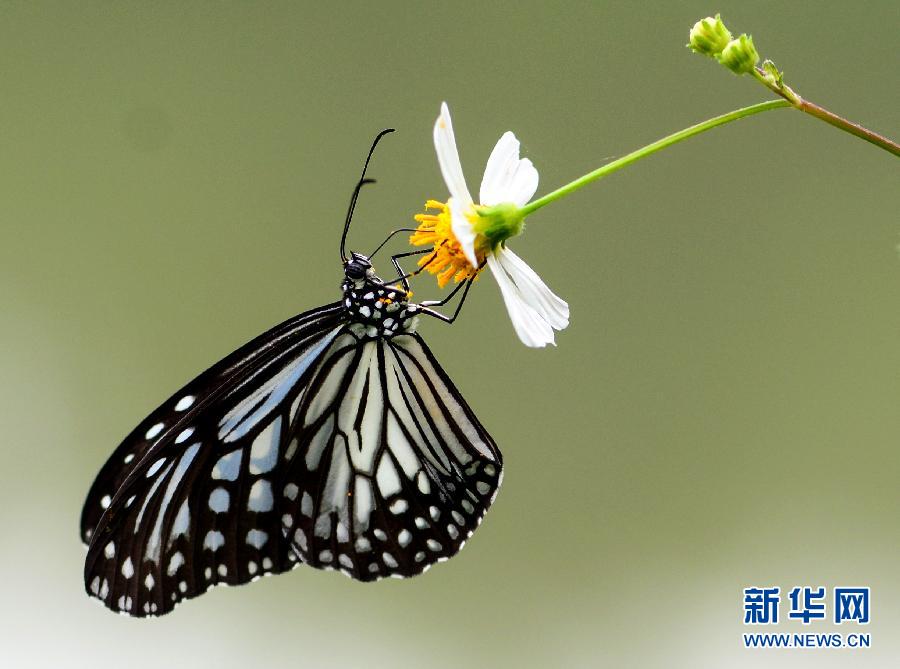 #（视·觉）（1）秋日“蝶恋花”