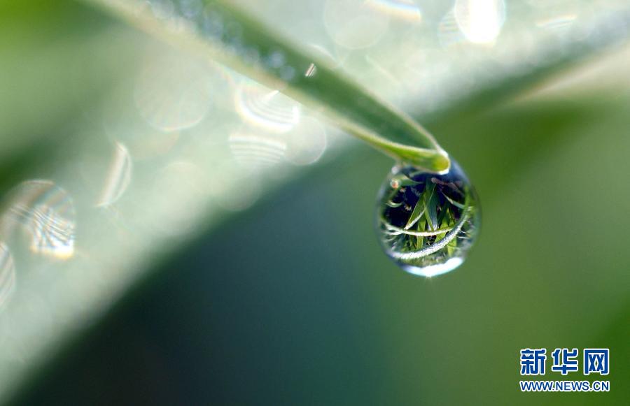 #（视·觉）滴露映秋