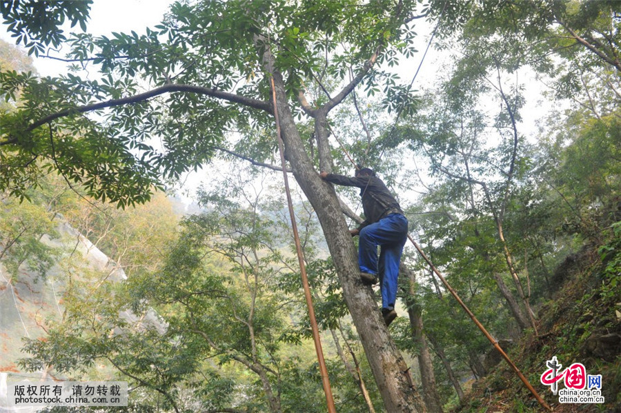 浙江临安:核桃树堪比摇钱树 工人日收入超500