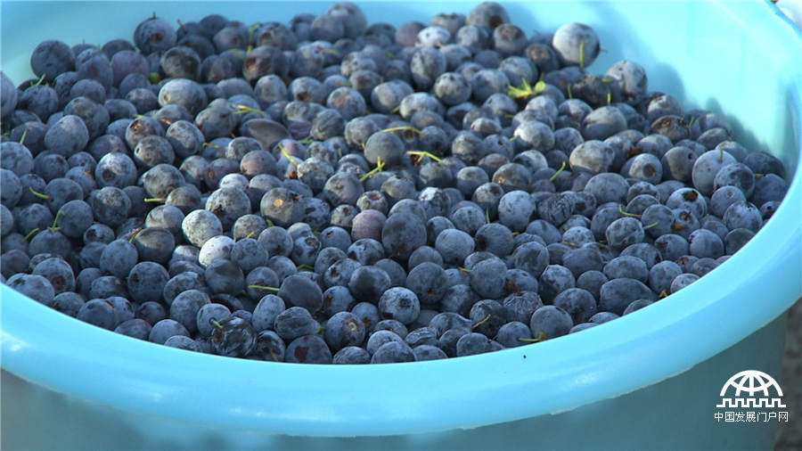 致富经：野生蓝莓引发的传奇财富