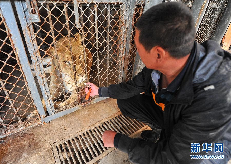 （图片故事）（3）与猛兽为伍