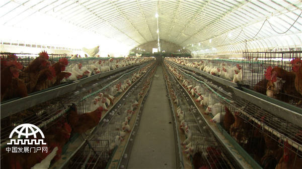 25岁小伙靠不吃的鸡蛋发财