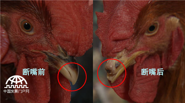 25岁小伙靠不吃的鸡蛋发财