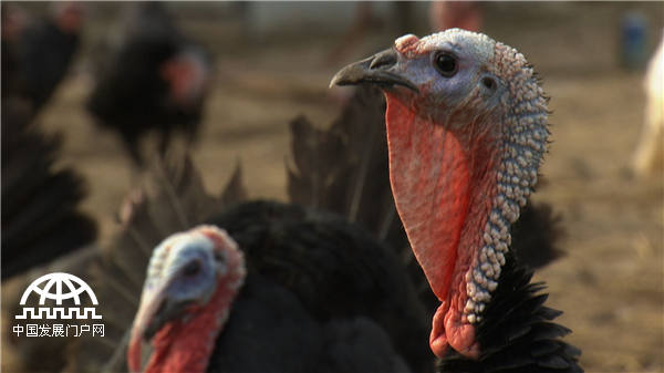 25岁小伙靠不吃的鸡蛋发财