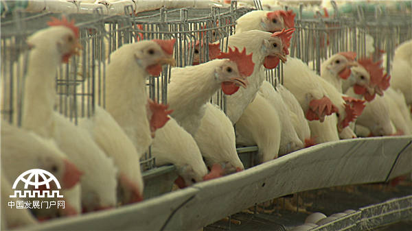 25岁小伙靠不吃的鸡蛋发财