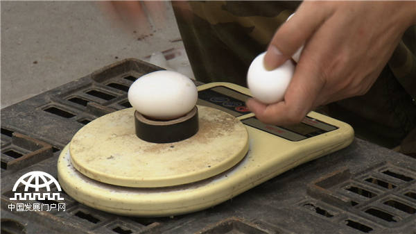 25岁小伙靠不吃的鸡蛋发财