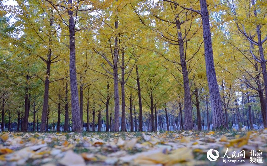 奥林匹克森林公园中的银杏已经泛黄。人民网尹星云 摄