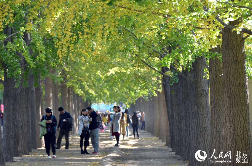 钓鱼台国宾馆东墙外的银杏大道每到深秋就别有一番景致，本周，虽然这里的银杏还没有完全泛黄，但已经吸引了大量市民前来赏景、拍照。人民网尹星云 摄