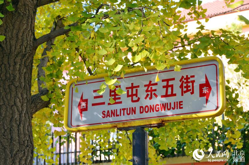 三里屯东五街的银杏逐渐泛黄。人民网尹星云 摄。