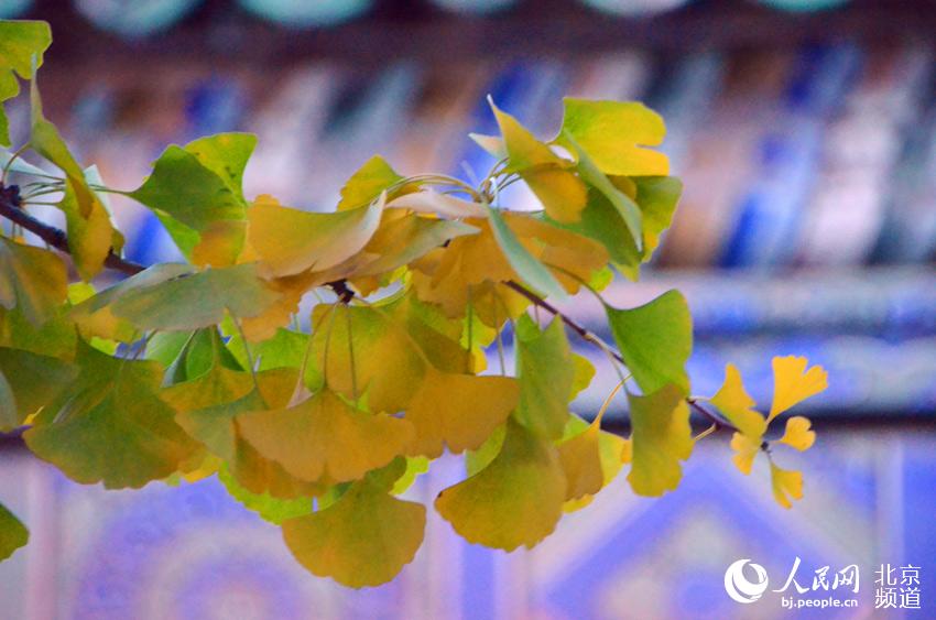 地坛公园逐渐泛黄的银杏。人民网尹星云 摄