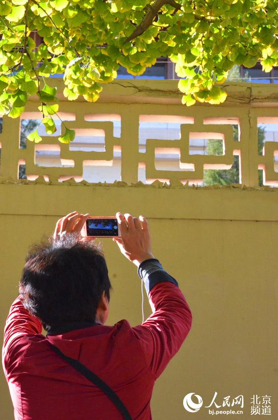 钓鱼台银杏大道，游人在拍逐渐泛黄的银杏。人民网尹星云 摄