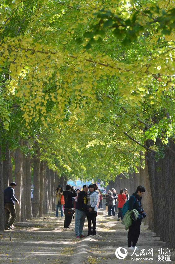 钓鱼台国宾馆东墙外的银杏大道每到深秋就别有一番景致，本周，虽然这里的银杏还没有完全泛黄，但已经吸引了大量市民前来赏景、拍照。人民网尹星云 摄