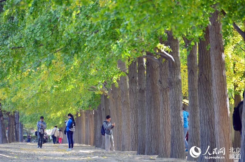 钓鱼台国宾馆东墙外的银杏大道每到深秋就别有一番景致，本周，虽然这里的银杏还没有完全泛黄，但已经吸引了大量市民前来赏景、拍照。人民网尹星云 摄