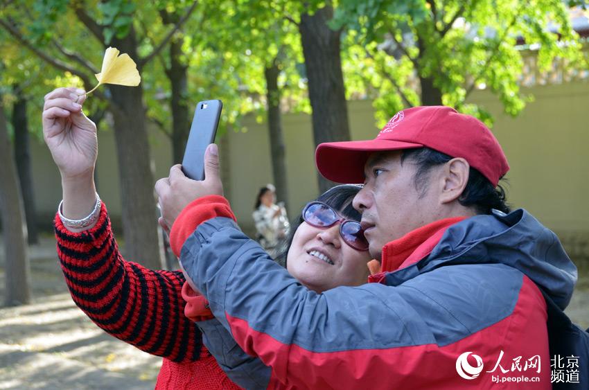 钓鱼台国宾馆东墙外的银杏大道每到深秋就别有一番景致，本周，虽然这里的银杏还没有完全泛黄，但已经吸引了大量市民前来赏景、拍照。人民网尹星云 摄