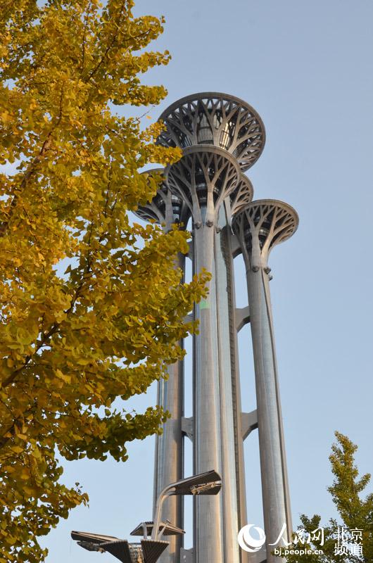 奥林匹克森林公园，观光塔旁银杏黄。人民网尹星云 摄