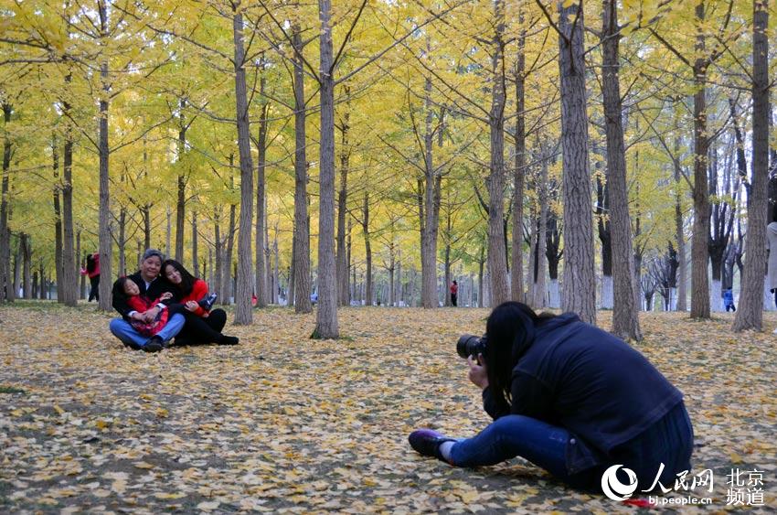 在奥林匹克森林公园的银杏林中拍照的市民。人民网尹星云 摄