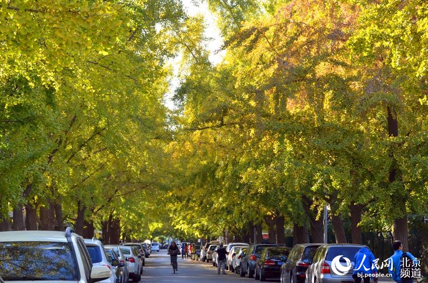 三里屯东五街两旁的银杏逐渐泛黄。人民网尹星云 摄。