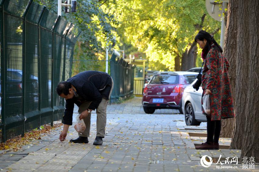 三里屯东五街上，市民在捡拾的白果。人民网尹星云 摄。