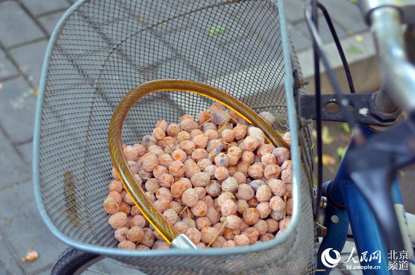 三里屯东五街，市民捡拾的白果。人民网尹星云 摄。