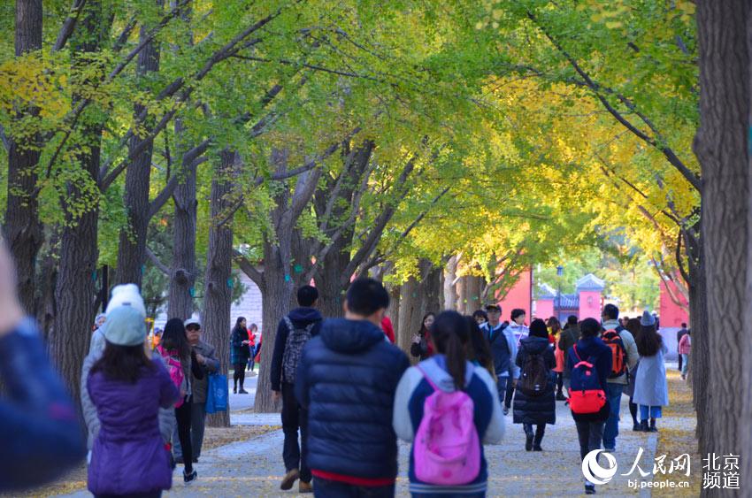 地坛公园的银杏虽然还没有完全泛黄，但依然吸引了很多市民前来观赏。人民网尹星云 摄