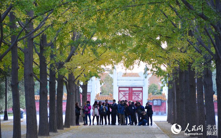 地坛公园的银杏虽然还没有完全泛黄，但依然吸引了很多摄影爱好者前来拍照。人民网尹星云 摄