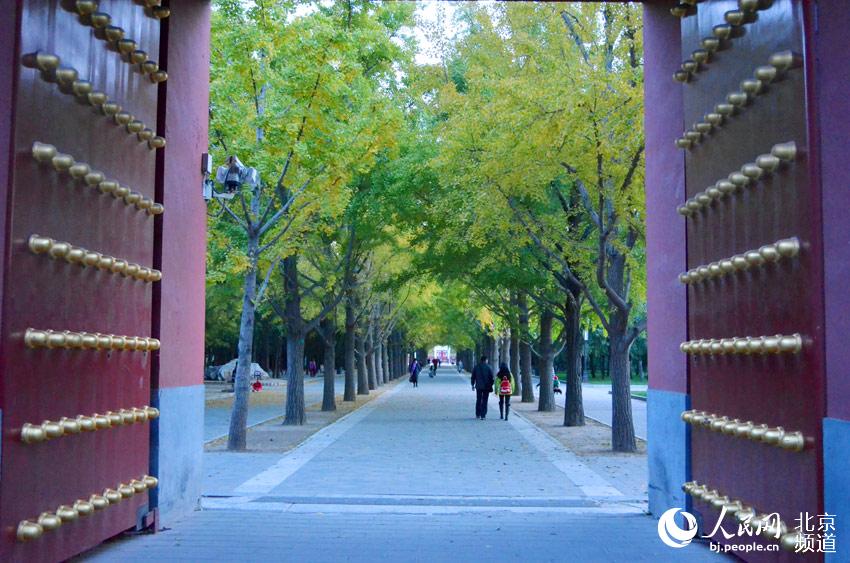 地坛公园银杏大道。人民网尹星云 摄