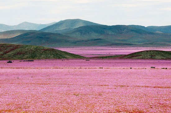 世界最干燥沙漠大雨过后花开遍地 犹如童话世