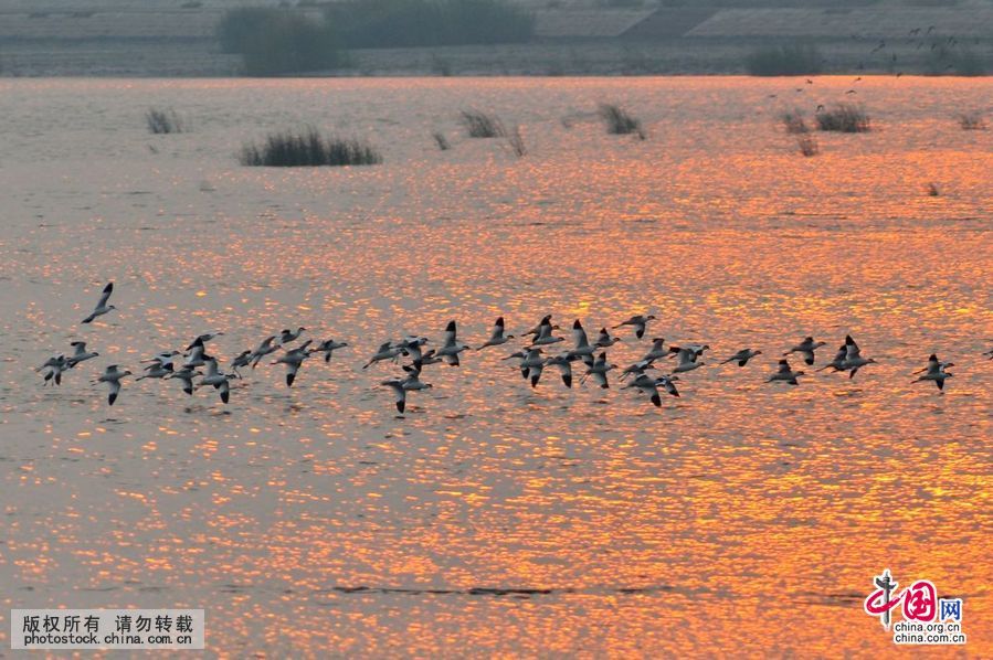 胶州湾,入海口,候鸟,餐厅,越冬鸟类,湿地,争食