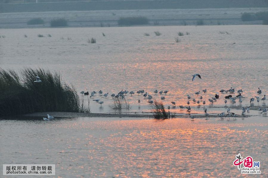 胶州湾,入海口,候鸟,餐厅,越冬鸟类,湿地,争食