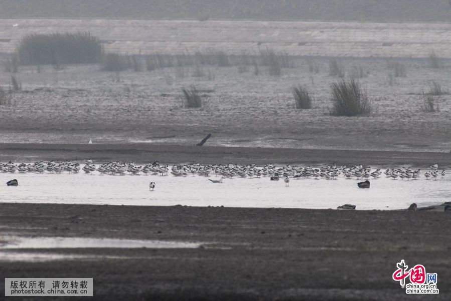 胶州湾,入海口,候鸟,餐厅,越冬鸟类,湿地,争食