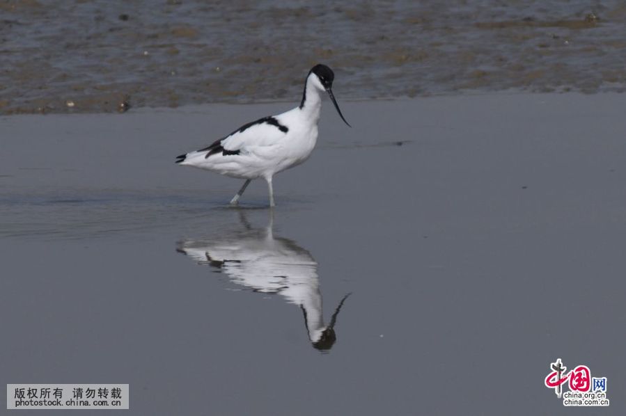 胶州湾,入海口,候鸟,餐厅,越冬鸟类,湿地,争食