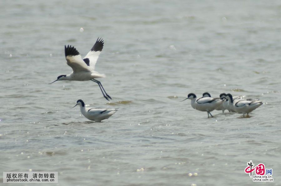 胶州湾,入海口,候鸟,餐厅,越冬鸟类,湿地,争食
