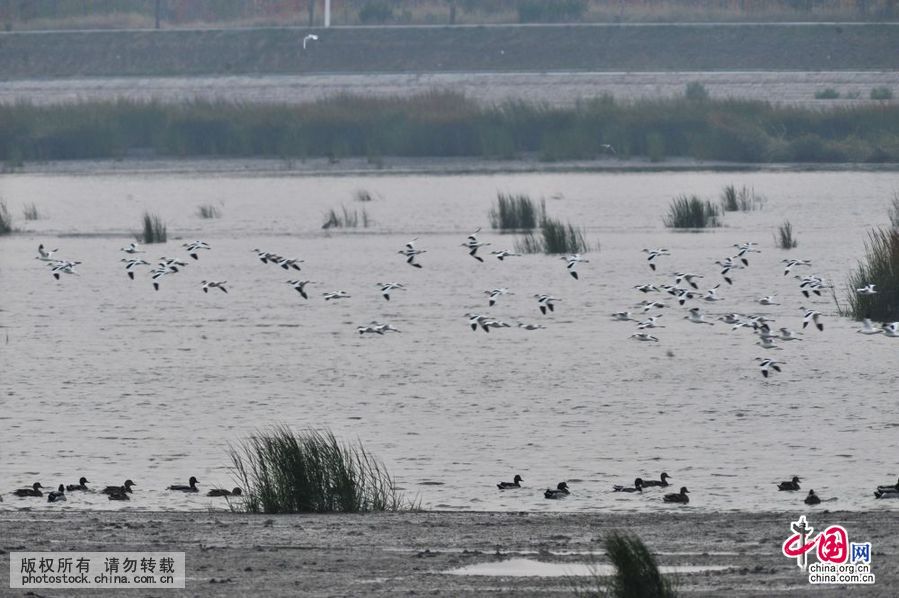 胶州湾,入海口,候鸟,餐厅,越冬鸟类,湿地,争食